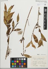 Foto von Salix pentandra L.